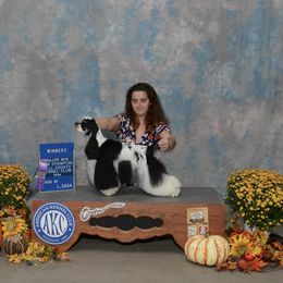 Lilo - Cocker Spaniel