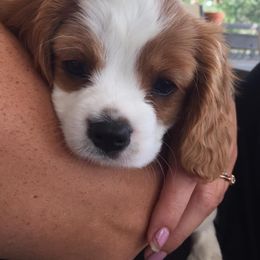 Cavalier King Charles Spaniel Puppies from Blueberry Hill Cavaliers