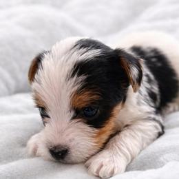 Indi - Parti male Yorkshire Terrier puppy in Iron Mountain, Michigan from Celestial Family Terriers (Yooper Yorkies)