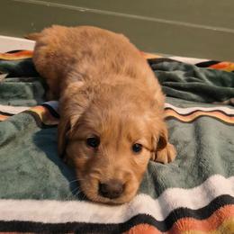 Dancer (pink collar) - Dark golden female Golden Retriever puppy in Tenino, Washington from Oak River Goldens'