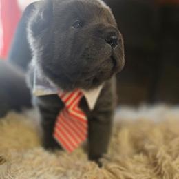 Wyatt - Blue male Chinese Shar-Pei puppy in Rome, Pennsylvania from Maynard Hills Chinese Sharpeis