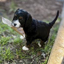 Mears - Black white and tan female Cockapoo puppy in Marietta, South Carolina from River Falls Cockapoos