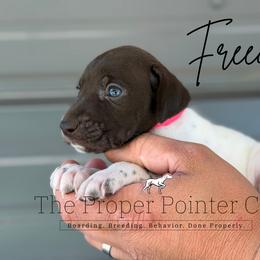 Freedom - female German Shorthaired Pointer puppy in Six Mile, South Carolina from The Proper Pointer Co.