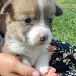 Aspen - Red male Pembroke Welsh Corgi puppy in Michigan from Metzger Homestead