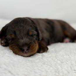 Gloria - Merle female Bernedoodle puppy in Fleming, Colorado from Vandenbark Doodles