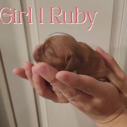 Ruby Girl 1 - Ruby female Cavalier King Charles Spaniel puppy in Rockville, Maryland from Skais the Limit Cavaliers
