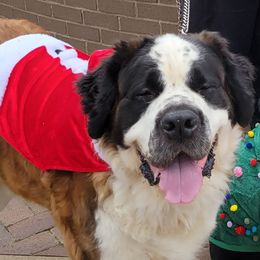 Judge - Saint Bernard