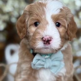 Nelson - Red male Bernedoodle puppy in Yuciapa, California from AlltheDoodlez_