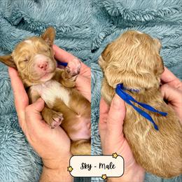 Sky - Caramel male Australian Labradoodle puppy in Citrus Heights, California from Elite Blend Labradoodles
