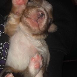 Australian Shepherd Puppies from MND Aussies