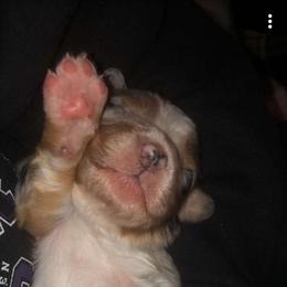 Australian Shepherd Puppies from MND Aussies