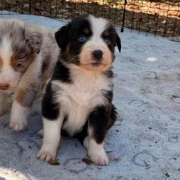 Jellybean - Black tri-color male Australian Shepherd puppy in Placerville, California from BFF Aussies