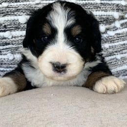 Aussiedoodle and Goldendoodle Puppies from Hickory Lane Doodles