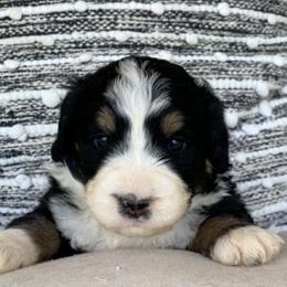 Aussiedoodle and Goldendoodle Puppies from Hickory Lane Doodles