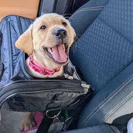 Labrador Retriever Puppies from Sycamore Kennels