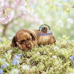 AFDs Oliver - Cream male Dachshund puppy in Waverly, Ohio from Always Faithful Dachshunds