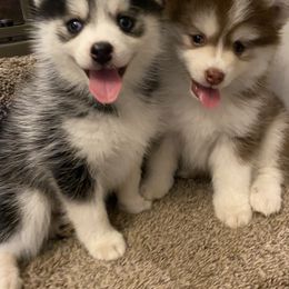 Pomsky Puppies from West Coast Pomskies