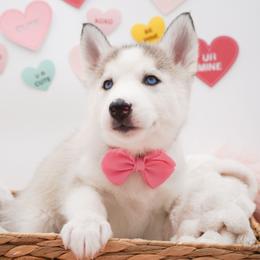 Siberian Husky Puppies from HuskiesWithFinesse