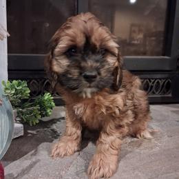 Harriet - Sable female Cockapoo puppy in Mena, Arkansas from Ouachita River Cockapoos