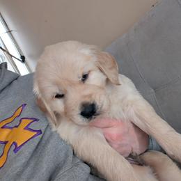 Blue - Light golden male Golden Retriever puppy in Madison, Ohio from Heckmans English Cream Golden Retrievers