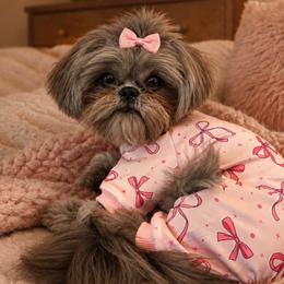 Pippa - Shih Tzu