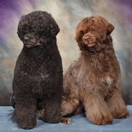 "Murphy and Sierra " Portuguese Water Dog All Grown Up from Belladonna Farm Portuguese Water Dogs