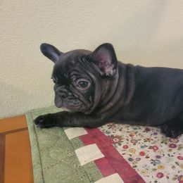 "Born March 15, 2022" French Bulldog Puppies from Bonjour Bullies