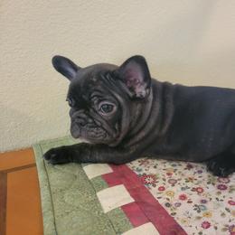 "Born March 15, 2022" French Bulldog Puppies from Bonjour Bullies