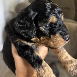 Luca - Black and tan male Cavapoo puppy in Gap, Pennsylvania from Luxe Cavapoo LLC