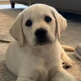 Girl 5 - Yellow Labrador Retriever puppy in Hutto, Texas from Texas Bluebonnet Labs