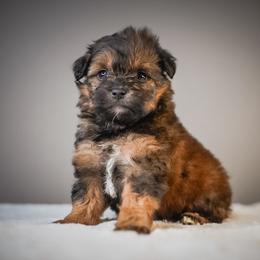 Sable Sadie - Sable female Schnoodle puppy in Caldwell, Idaho from Boise Doodle Co.