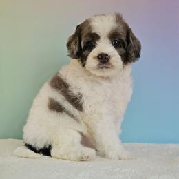 Nixie - Merle female Cockapoo puppy in Louisburg, North Carolina from Raven Oak's Shepherds & Dachshunds