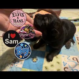 Sam - Sable male German Shepherd puppy in Livingston, Kentucky from Illyria Dox & GSD