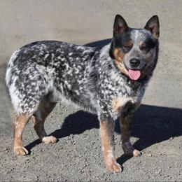 Nash - Australian Cattle Dog