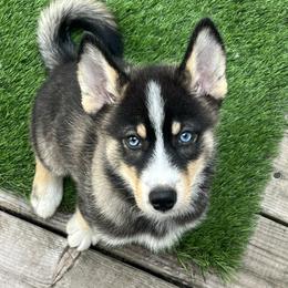 Pomskies from Sarah Conlan