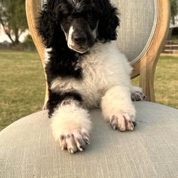 Poodle Puppies from Solara Kennels