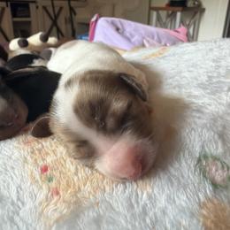 Boy 2 - Piebald male Dachshund puppy in Bowdon, Georgia from Doodle Bugs Doxies