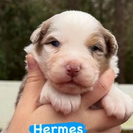 Hermes - Red merle male Australian Shepherd puppy in Jacksonville, Florida from Solace Australian Shepherds