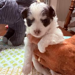 Martha (Washington) - Black and white female Chihuahua puppy in Ochlocknee, Georgia from High Cotton Chihuahuas