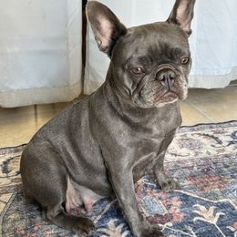 Ella - French Bulldog