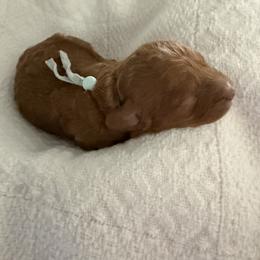 Mr Blue - Red male Cavapoo puppy in Nampa,, Idaho from Clig Doodle Days