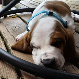 Ciro - Mahogany and white female Basset Hound puppy in West Chester, Ohio from Bed-N-Bassets