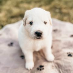 Boy 2 - Great Pyrenees puppy in New Palestine, Indiana from Hitchcock Homestead