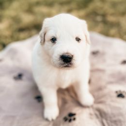 Boy 2 - Great Pyrenees puppy in New Palestine, Indiana from Hitchcock Homestead
