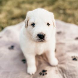 Boy 2 - Great Pyrenees puppy in New Palestine, Indiana from Hitchcock Homestead