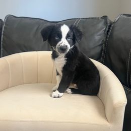 Girl 2 MW-Lexus - Black & white female Miniature Australian Shepherd puppy in Norco, California from River Springs Aussies