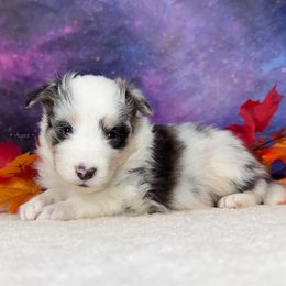 Ddakji - Blue merle white and tan male Shetland Sheepdog puppy in Elk, Washington from Asgard Shetland Sheepdogs