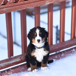 Bernese Mountain Dog Puppies from Must B Buffalo Berners