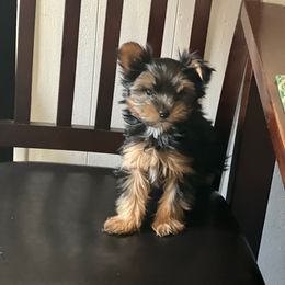 Baby Peter - Black and tan male Yorkshire Terrier puppy in Keyser, West Virginia from Bella’s Yorkies