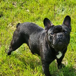 Sirius Black - French Bulldog